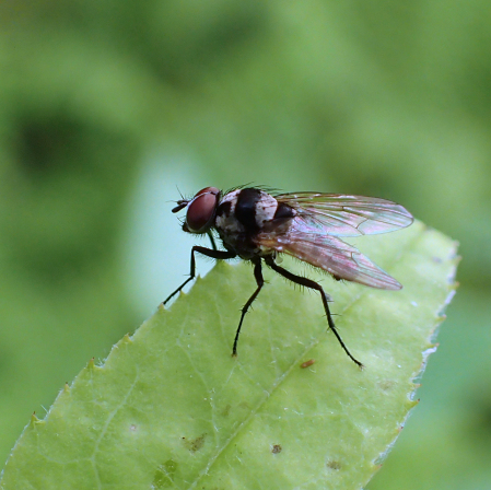 Anthomyia oculifera