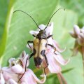 Judolia cordifera