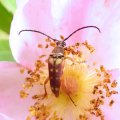 Typocerus velutinus