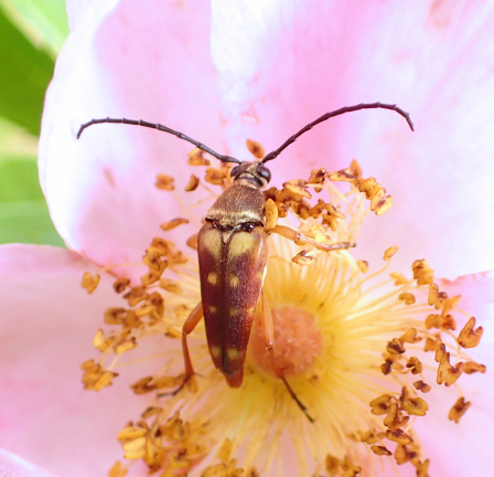 Typocerus velutinus (Banded Longhorn)