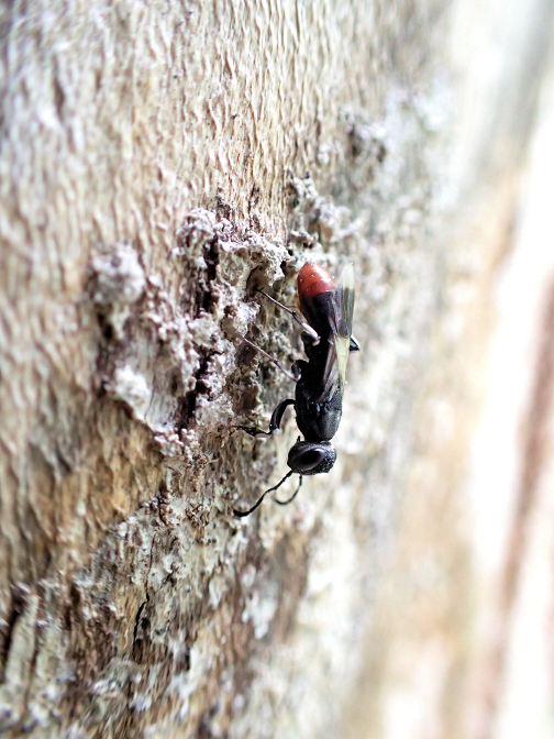 Orussus terminalis
