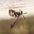 Leucospis affinis