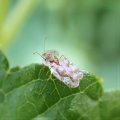 Tingidae