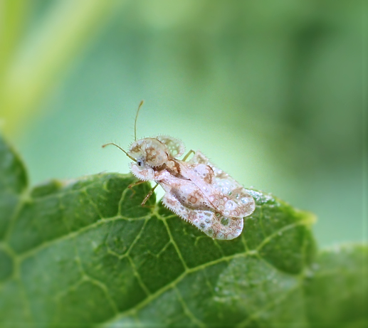 Family Tingidae (Lace Bugs)