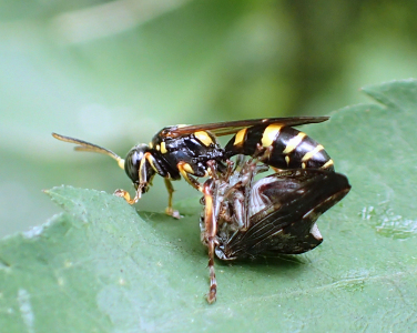 Genus Gorytes