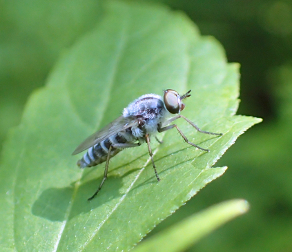 Ozodiceromyia notata