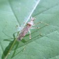 Lasiomerus annulatus