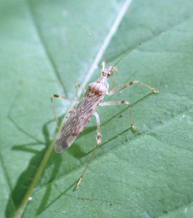 Lasiomerus annulatus
