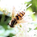 Parhelophilus