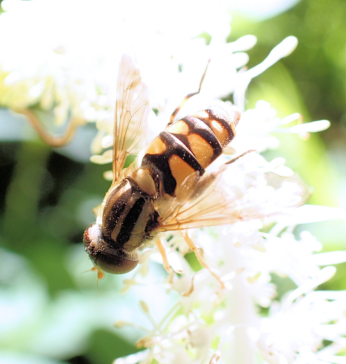 Genus Parhelophilus (Bog Flies)