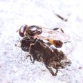 Chalcosyrphus nemorum