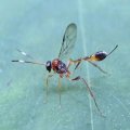Anomalon picticorne