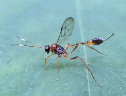 Anomalon picticorne