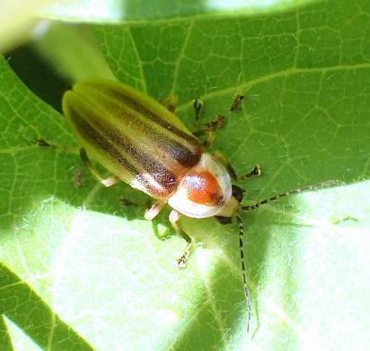 Genus Photuris