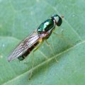 Cephalochrysa
