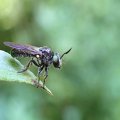 Cerotainia