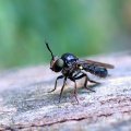 Cerotainia macrocera