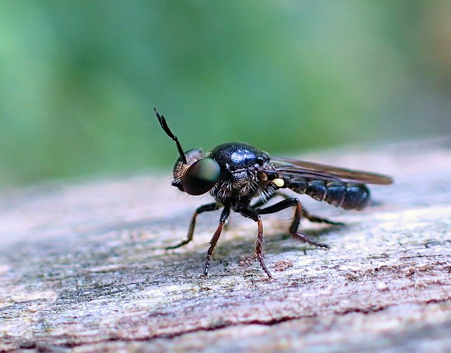 Cerotainia macrocera (Yellow-faced Micropanther)