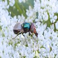Physiphora