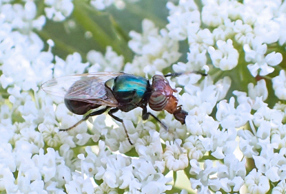 Genus Physiphora