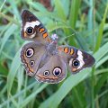 Junonia coenia