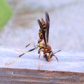Polistes exclamans