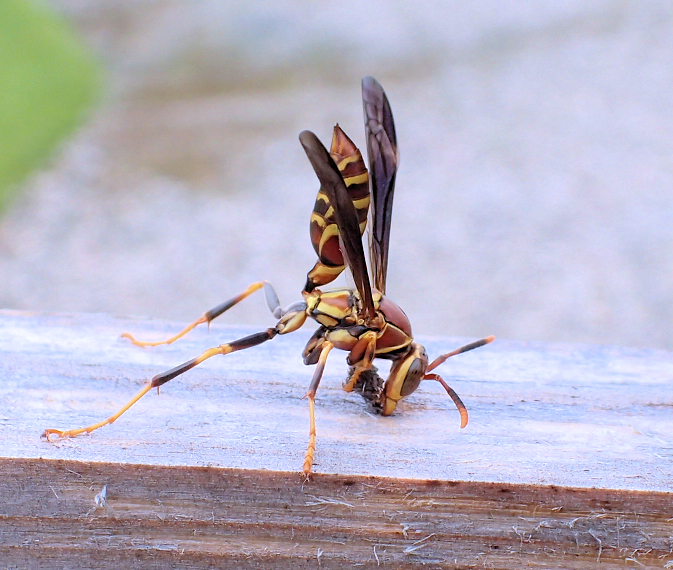 Polistes exclamans (Common Paper Wasp)