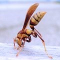 Polistes major
