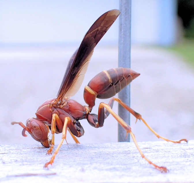 Genus Polistes (Umbrella Paper Wasps)