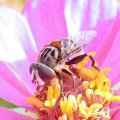 Palpada texana