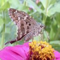 Urbanus proteus