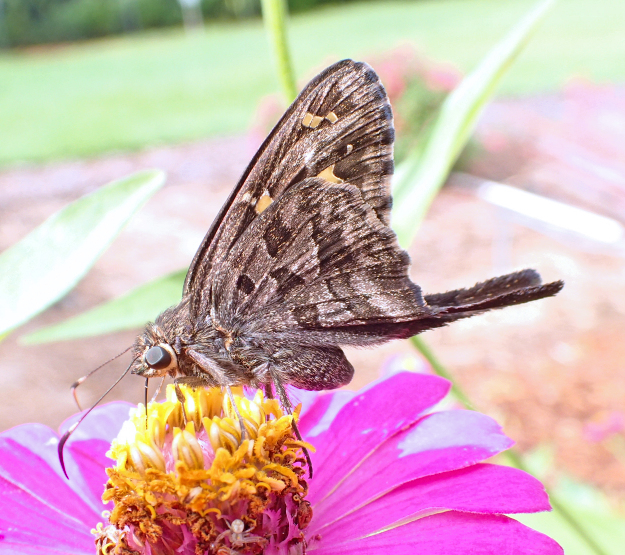 Cecropterus dorantes (Dorantes Longtail)