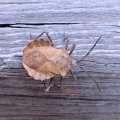 Spartocera fusca