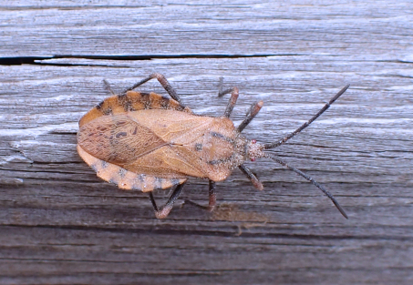 Spartocera fusca
