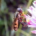 Tropidia albistylum