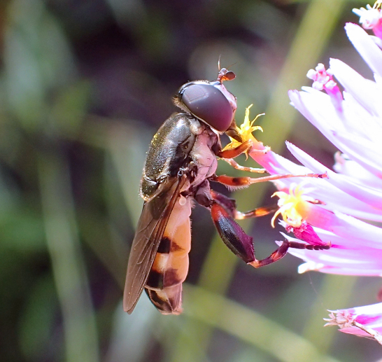 Tropidia albistylum (Yellow-thighed Thick-leg Fly)