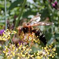 Sphecius speciosus