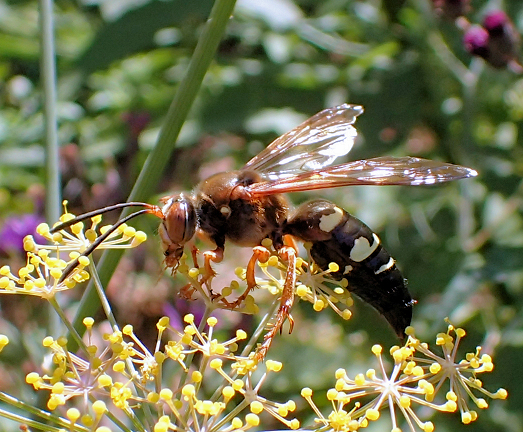Sphecius speciosus (Eastern Cicada Killer)