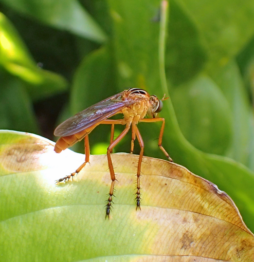 Genus Diogmites (Hanging Thief Robber Flies)