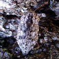 Dicerca