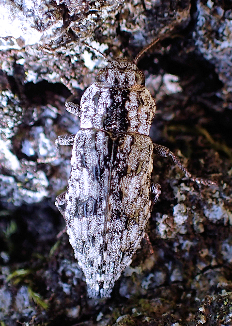 Genus Dicerca