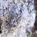 Dicerca