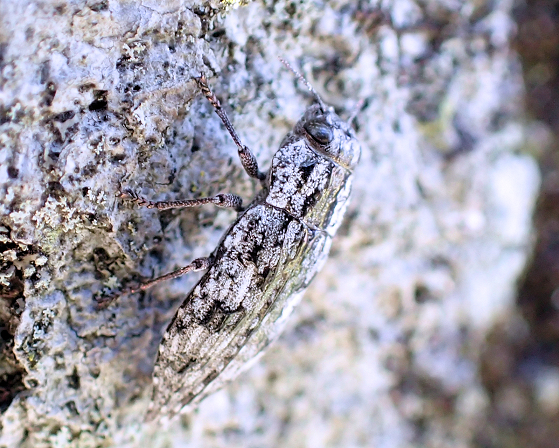 Genus Dicerca
