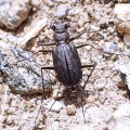 Cicindelidia punctulata