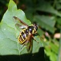 Sericomyia chrysotoxoides