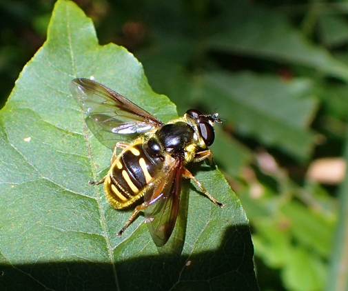 Sericomyia chrysotoxoides (Oblique-banded Pond Fly)