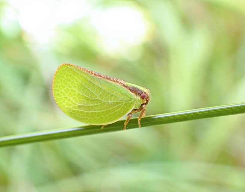 Acanalonia bivittata (Two-striped Planthopper)