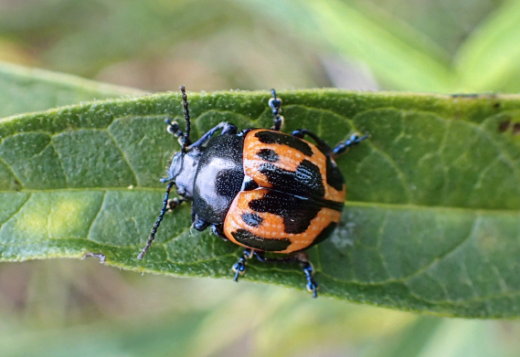 Labidomera clivicollis (Milkweed Leaf Beetle)