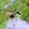 Conopidae