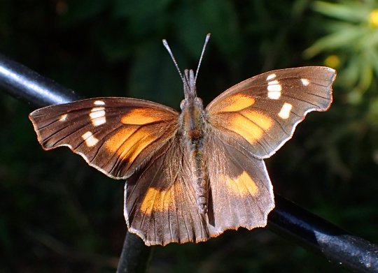 Libytheana carinenta (American Snout)